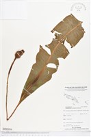 登錄號:BP02016藏品圖，第1張
