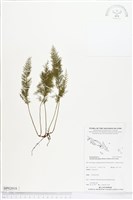 登錄號:BP02018藏品圖，第1張