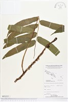 登錄號:BP02022藏品圖，第1張