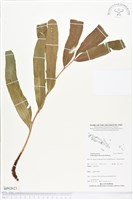 登錄號:BP02023藏品圖，第1張