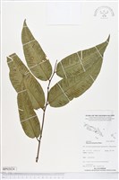 登錄號:BP02024藏品圖，第1張