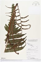 登錄號:BP02030藏品圖，第1張