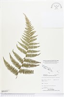 桫欏大金星蕨藏品圖，第1張