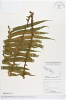 登錄號:BP02033藏品圖，第1張