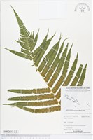 登錄號:BP02033藏品圖，第2張