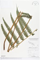 登錄號:BP02034藏品圖，第1張