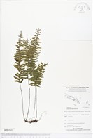 單邊鐵角蕨藏品圖，第1張