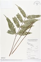 登錄號:BP02036藏品圖，第1張