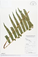 登錄號:BP02037藏品圖，第1張