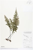 單邊鐵角蕨藏品圖，第1張