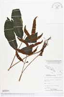尾葉實蕨藏品圖，第1張