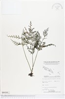 登錄號:BP02041藏品圖，第1張