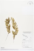 登錄號:BP02045藏品圖，第1張