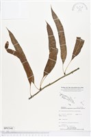 登錄號:BP02048藏品圖，第1張