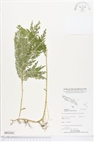 登錄號:BP02049藏品圖，第1張