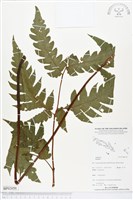 登錄號:BP02050藏品圖，第1張