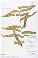 長葉腎蕨藏品圖，第1張