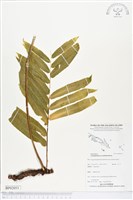 登錄號:BP02053藏品圖，第1張