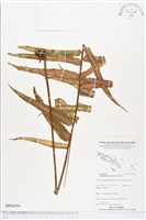 長葉腎蕨藏品圖，第1張