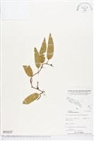 登錄號:BP02058藏品圖，第1張