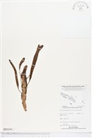 壁虎蟻蕨藏品圖，第1張