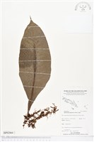 登錄號:BP02064藏品圖，第1張