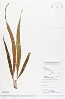 尖嘴蕨藏品圖，第1張