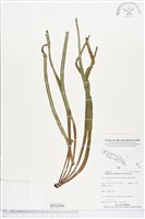 劍葉書帶蕨藏品圖，第1張