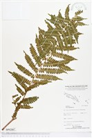 三腳鳳尾蕨藏品圖，第1張