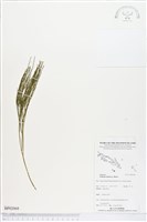 松葉蕨藏品圖，第1張