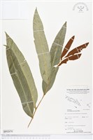 登錄號:BP02070藏品圖，第1張