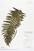 登錄號:BP02071藏品圖，第1張