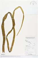 帶狀瓶爾小草藏品圖，第1張