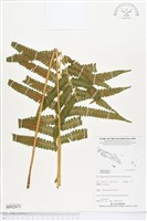 登錄號:BP02073藏品圖，第1張