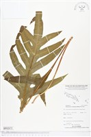 登錄號:BP02075藏品圖，第1張