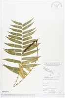 登錄號:BP02076藏品圖，第1張