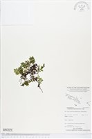 南洋假脈蕨藏品圖，第1張