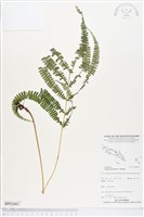 登錄號:BP02083藏品圖，第1張