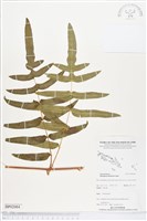 登錄號:BP02084藏品圖，第1張