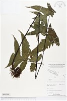 登錄號:BP02086藏品圖，第1張