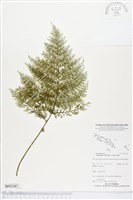 毛桿蕨藏品圖，第1張