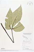 登錄號:BP02088藏品圖，第1張