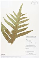 登錄號:BP02089藏品圖，第1張