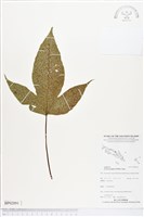 登錄號:BP02091藏品圖，第1張