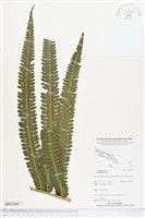 登錄號:BP02092藏品圖，第1張