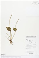 網脈瓶爾小草藏品圖，第1張