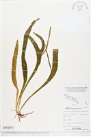 登錄號:BP02094藏品圖，第1張