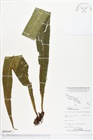 登錄號:BP02095藏品圖，第1張