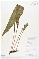 登錄號:BP02096藏品圖，第1張