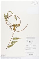 登錄號:BP02097藏品圖，第1張